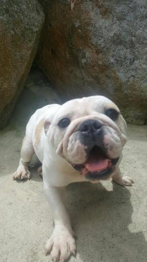 Bulldog Ingles Hembra 13 Meses