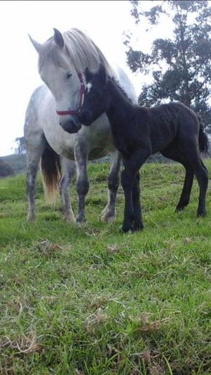 CABALLOS PERCHERONES