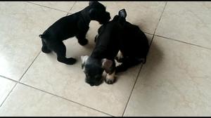 Cachorras Schnauzer Negras Criadero Certificado