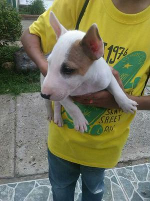 Cachorrita Bull Terrier