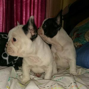 Cachorros Bulldog Frances