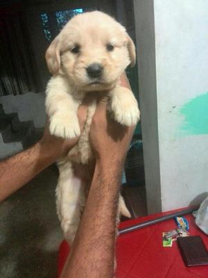 Cachorros Golden Retriever Machos