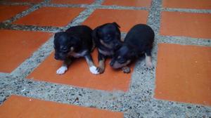 Cachorros Pincher Miniatura