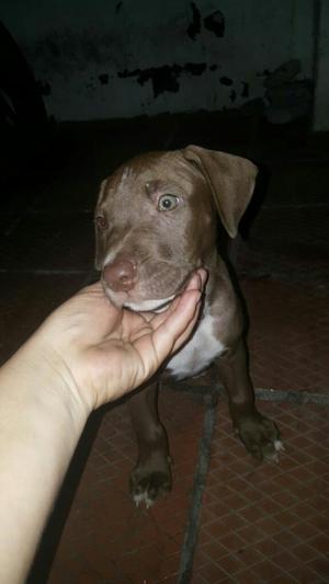 Cachorros Pitbull