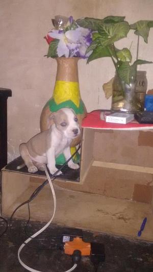 Cachorros en Venta