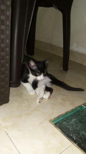 Cat Toxudo en Adopcion