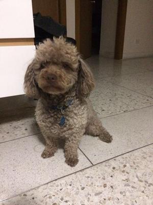 French Poodle busca novia