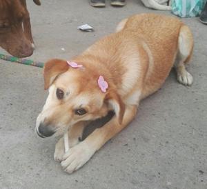 Hermosa Cachorra en Adopción