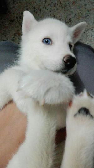 Hermoso Cachorro Husky Ojos Azules