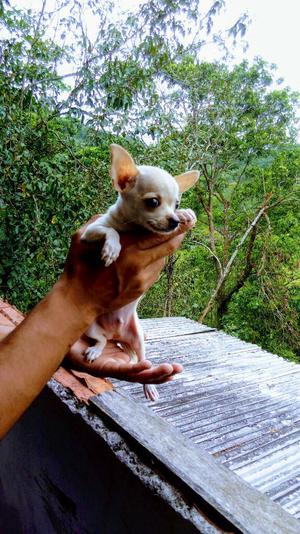 Hermoso Chihuahua Macho Totalmente Puro