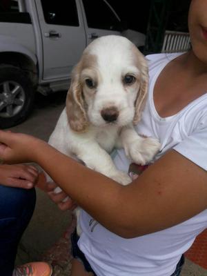 Hermoso Cocker Macho