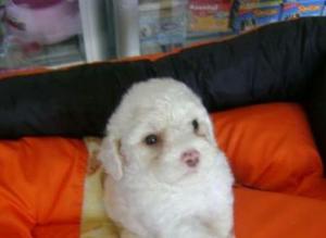 Hermoso French Poodle