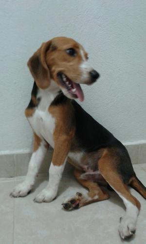 Hermoso Perro Beagle