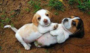 Hermosos Beagles Disponibles Hermosos Co