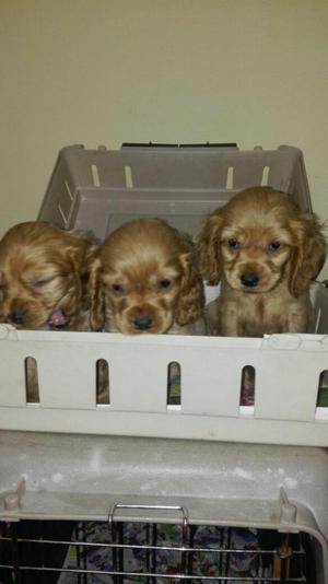 Hermosos Cocker Spaniel