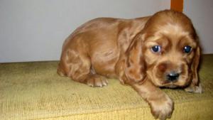 Hermosos Kocker Spaniel