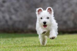 Hermosos West Hiland White Terrier