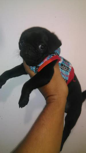 Hermosos Y Maravillosos Pug Negros Belli