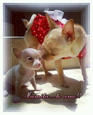 Para mamita....un chihuahua!!!