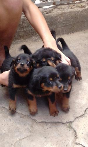 Rottwailer Puros Al Venta