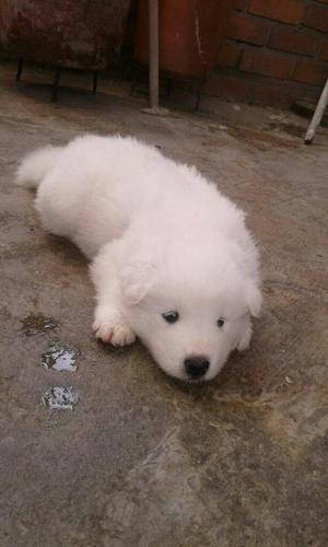 Samoyedo Hermosos Consulta