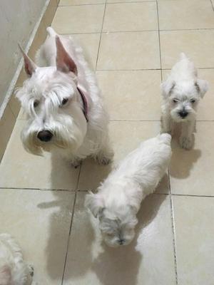 Schnauzer Blancos Minis