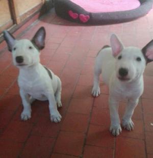 Se Vende Perritas Bull Terrrier