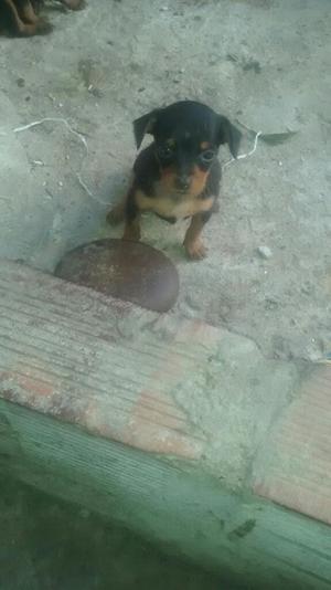 Se Venden 2 Perritos Pincher