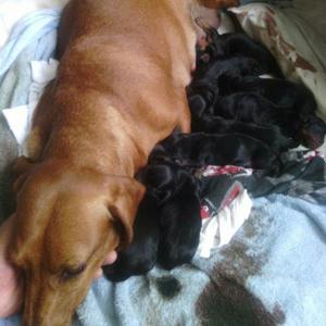 Se Venden Perritos Salchichas Puros