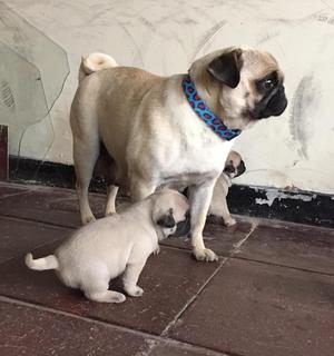 Se Venden Perritos de Raza Pug