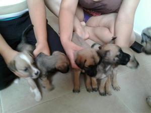 Se.regalan Perritos