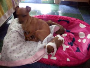 VENDO HERMOSOS CACHORROS PINCHER BOLSILLEROS