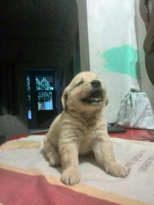 Vendo Cachorros Golden Retriever Machos