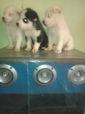 Vendo Cachorros Lobos Ojos Azules