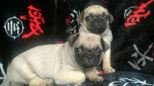 Vendo Cachorros Pug Puros