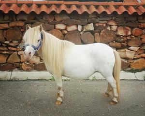 Vendo Hermosa Yegua Pony Minihorse Pura