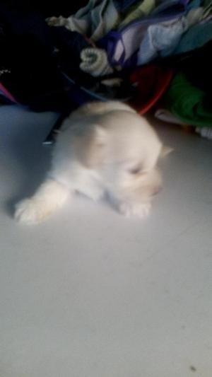 Vendo Perros Fresh Poodle