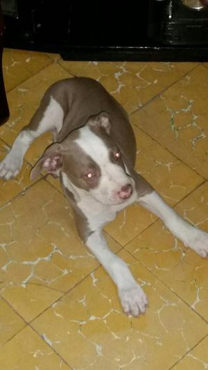 Vendo Pitbull de Dos Meses por 