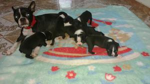 Venta de Bosto Terrier