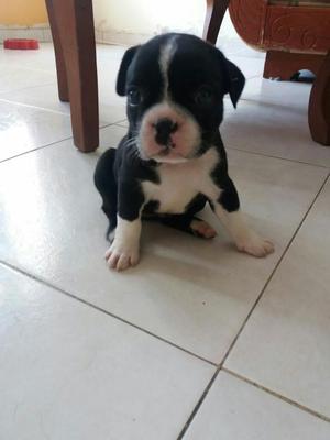 Venta de Boston Terrier