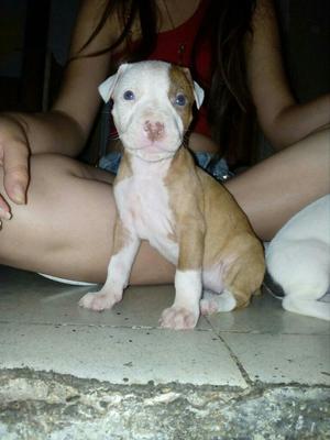 Venta de Pitbul 1 Mes de Nacido