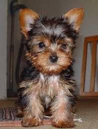 YORKSHIRE TERRIER MINIATURA