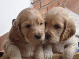 cachorros cocker