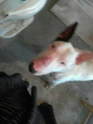 en Adopcion Bullterrier