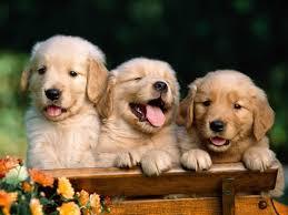 hermosos cachorros de golden retriver