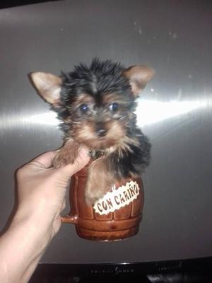 hermosos yorkshire yorkie yorky cachorritos miniaturas