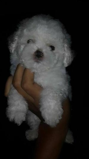 lindos french poodle minitoy blancos hembra y machos