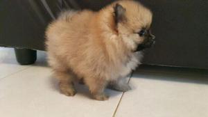 vendo pomeranias mini