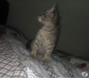 gatica de 2 meses en adopcion