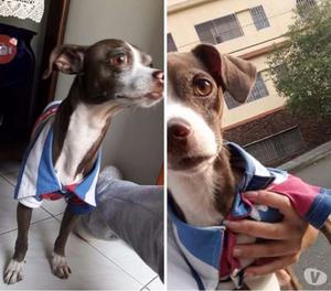 PERRITO EN ADOPCIÓN